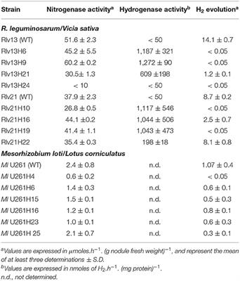 Introduction of H2-Uptake Hydrogenase Genes Into Rhizobial Strains Improves Symbiotic Nitrogen Fixation in Vicia sativa and Lotus corniculatus Forage Legumes